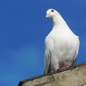 Internationaler Tag des friedlichen Miteinanders