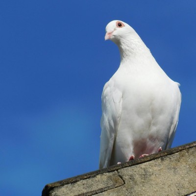 Internationaler Tag des friedlichen Miteinanders